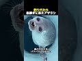 釣り穴から息継ぎに来たアザラシ