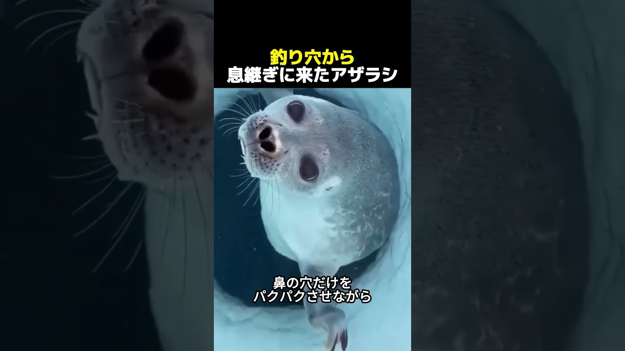 釣り穴から息継ぎに来たアザラシ