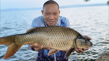 Ngày đầu khai trương đã lên hàng, câu cá sông mây #cauca #fishing #fish 
