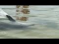 Дельфины.Чудо природы. Лазурное. Херсонская область 28.06.2018.