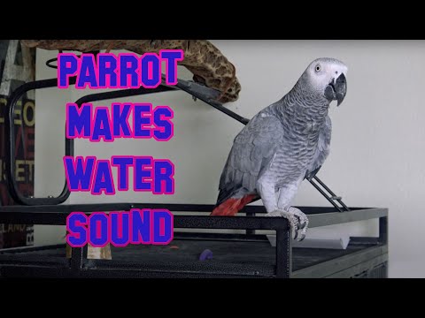 Orion the Parrot Makes Her Voice Sound Like Water When Asked If She Wants Water