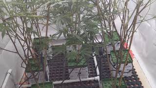 Room#2: Watermelon Gelato - ep7 - Week 4 Flower