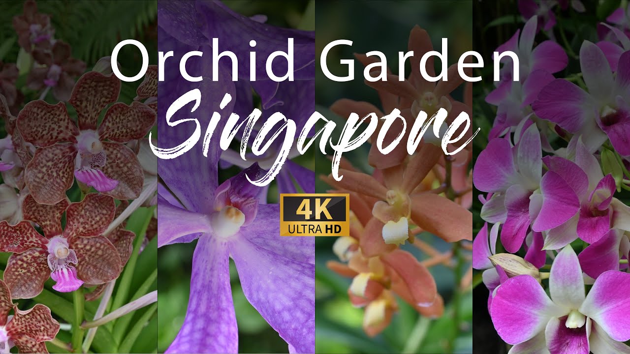 Orchid Garden Singapore | World's largest display of tropical orchids | 4K