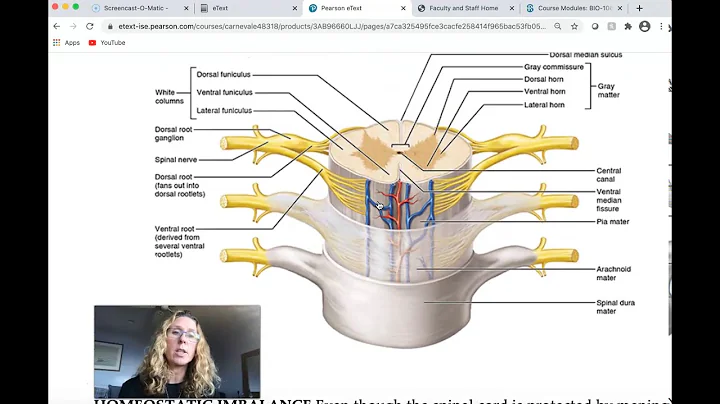 More Detail about the Spinal Cord