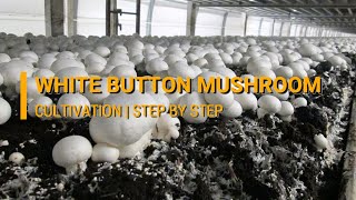 Cultivation of White Button Mushroom (Agaricus bisporus) - Directorate of Mushroom Research, Solan