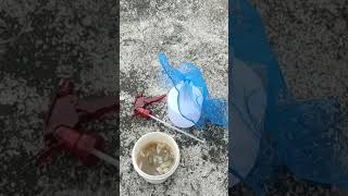 Organic insecticide #gardening #shorts