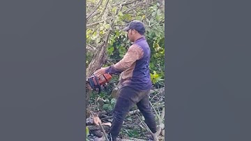 #shorts , cưa cây điều bằng máy stihl 660