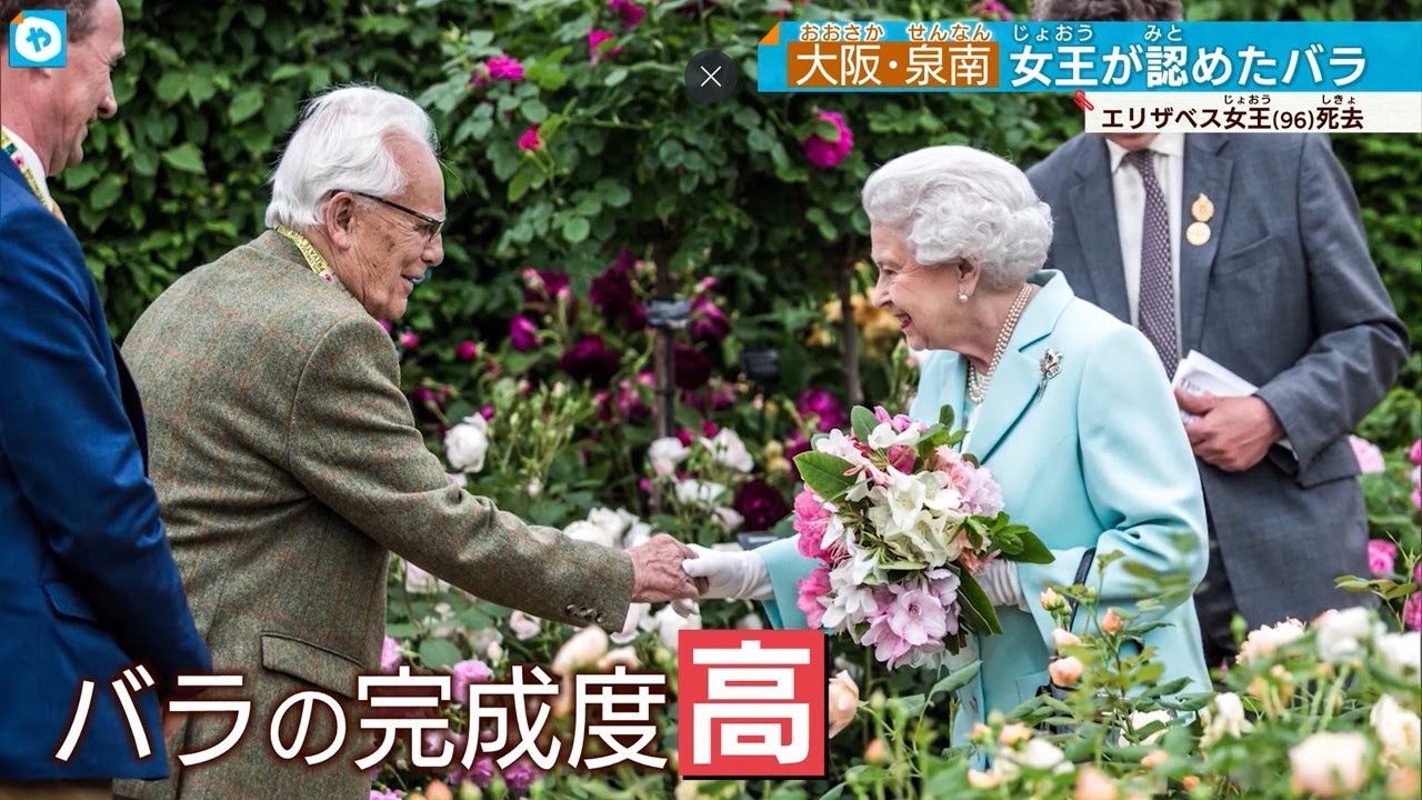 エリザベス女王死去 女王が愛した、大阪・泉南の高貴なバラ - YouTube