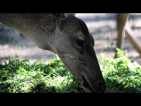 Video: Fressen Hirsche Heufarn?