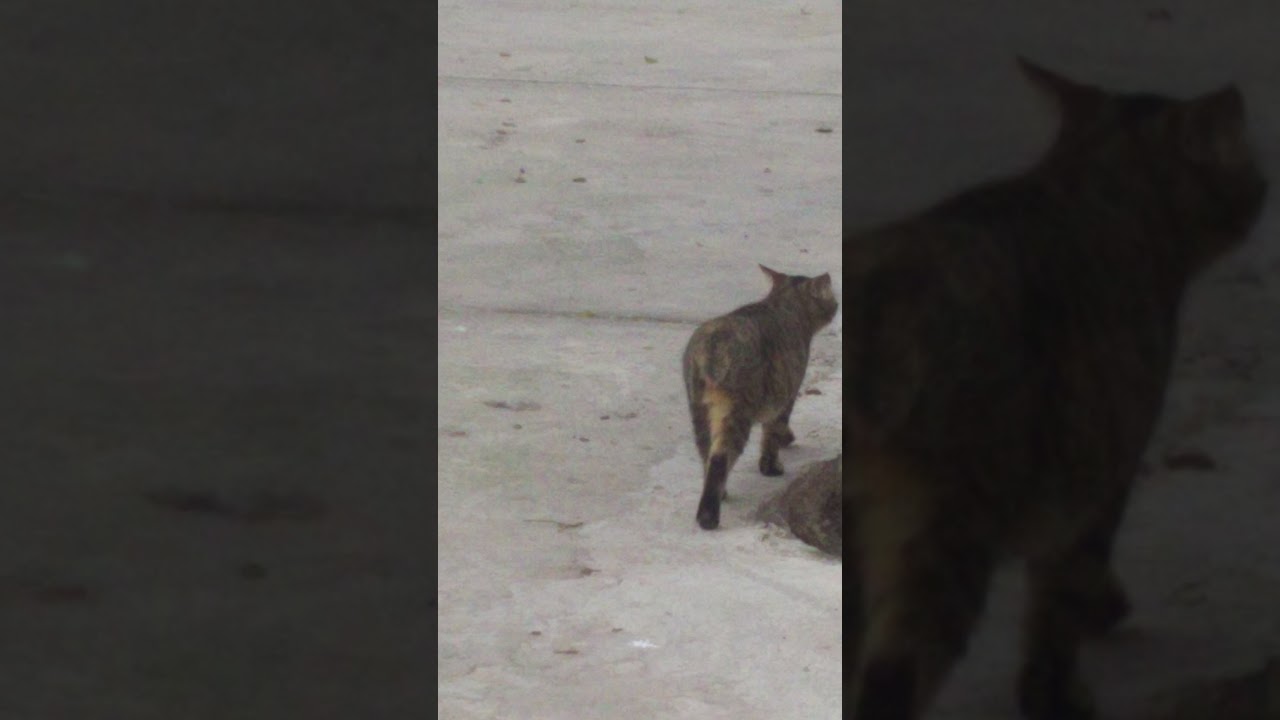 tom cat in peshawar ? YouTube