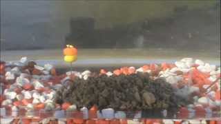 EPISODE 15 - DAY TICKET CARP FISHING