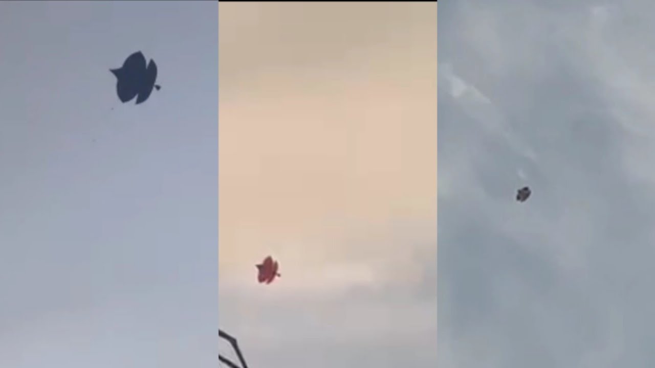 Morning Looted kites In Lahore YouTube