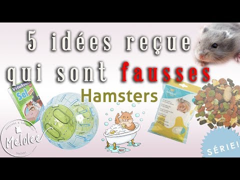 5-idées-reçues-sur-les-hamsters-qui-sont-fausses-:-2ème-partie