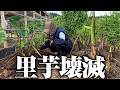 【油断しました】ここにきて里芋が絶望的になりました【八ツ頭】【タケノコ芋】【京芋】【ヨトウムシ】