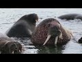 Atlantic walruses
