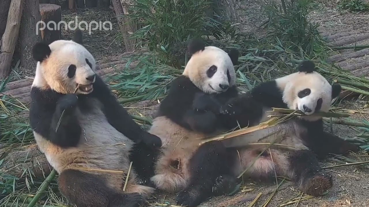 Ai Mi, Yun Wu and Yun Wen enjoying a happy meal together