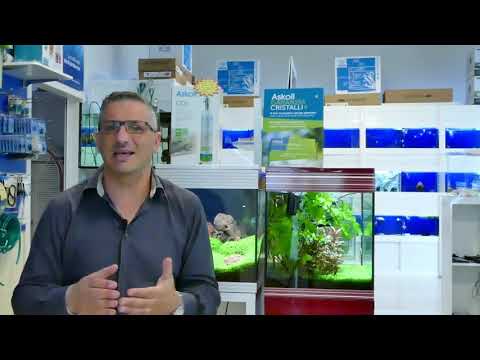 Video: I guppy mangiano le alghe?