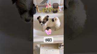 똥강아지 1년간의 성장기록 얼굴의역변 #시고르자브종 #시골개 #시골강아지