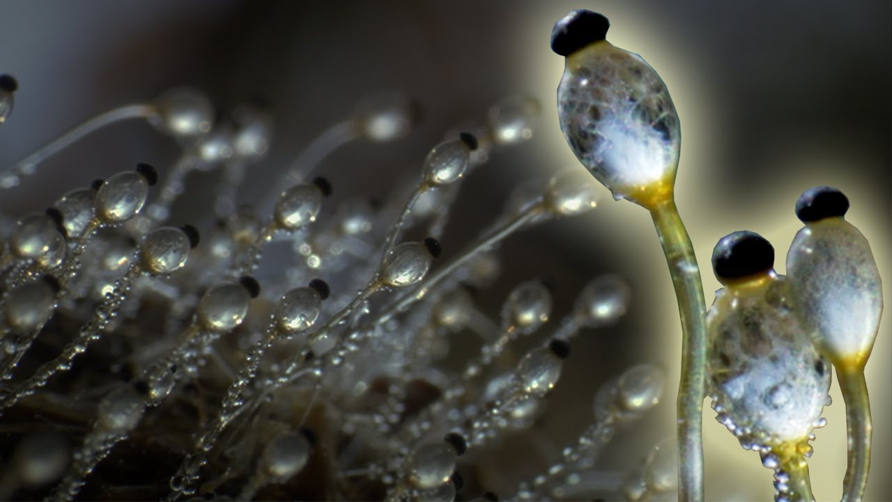 Fungus Cannon In Super Slow Motion | Slo Mo | Earth Unplugged