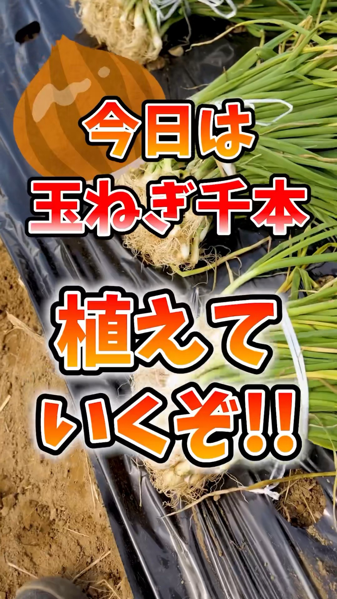 家庭菜園や農園のタマネギ栽培で1000本チャレンジ！玉ねぎを何個
