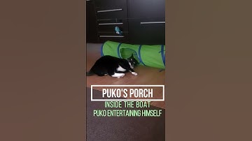 My CAT gets BORED! Tuxedo CAT Tunnel FAIL! #SHORTS 🐈