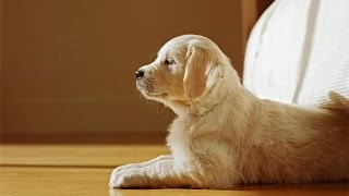 Tips For Training Your Golden by Dog training Tips and Tricks 105 views 9 years ago 3 minutes, 29 seconds