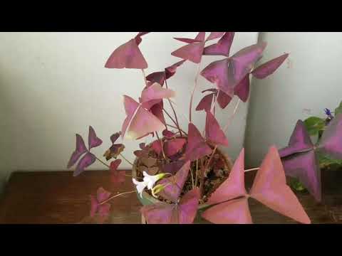 Video: Oxalis ծաղիկ. աճում է տանը, լուսանկար