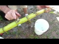 How to Grow Sugar Cane in Your Yard: Getting it Started.