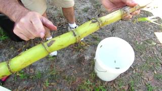 How to Grow Sugar Cane in Your Yard: Getting it Started.