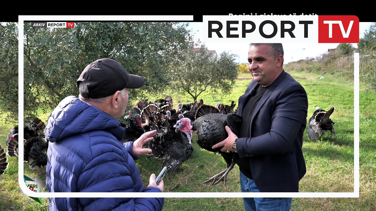 “Peqini i gjelave të detit” | Veri -Jug