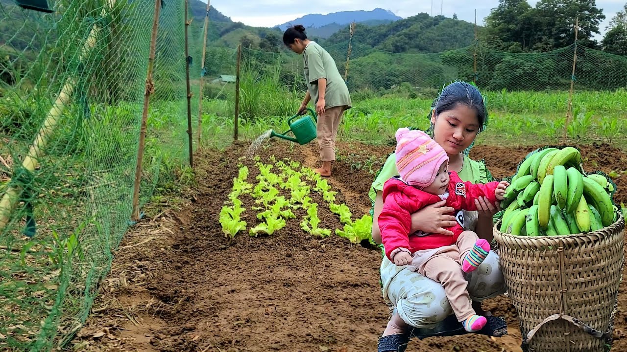 A single mother and her children harvest bananas to sell and make a ...