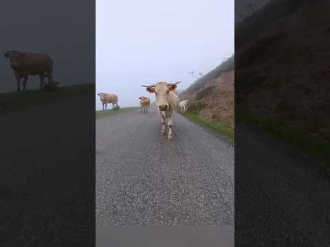 Just Wait For It Shorts Bike Biker Cow