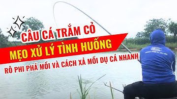 Câu cá Trắm cỏ - Mẹo xử lý tình huống cá Rô phi phá mồi và cách xả mồi dụ cá nhanh nhất