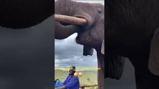 سرعة الفيل في شرب الماء 👍👍