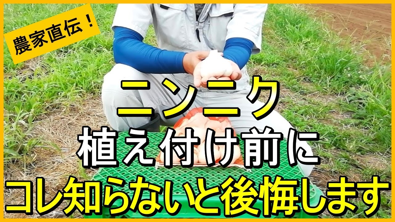 【にんにく栽培】植える前に必ず見て欲しい注意点やコツを解説【有機農家直伝！無農薬で育てる家庭菜園】 25/9/18