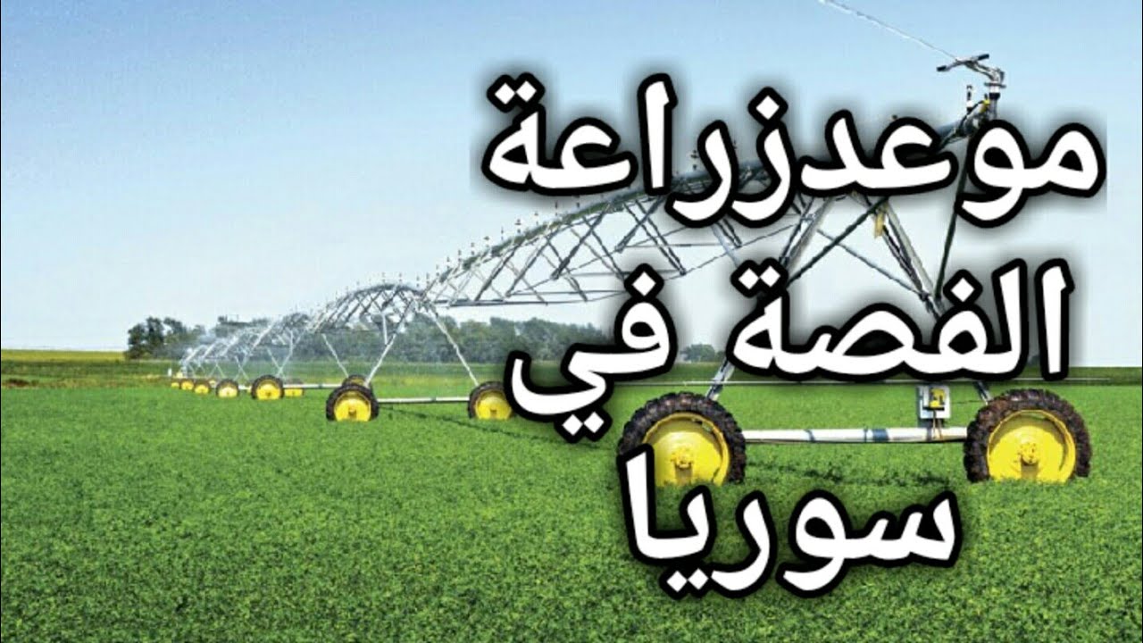 موعد زراعة الفصة  وطريقة التسميدوكمية البدارلاهكتار