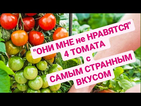 Video: Tomati Sammas
