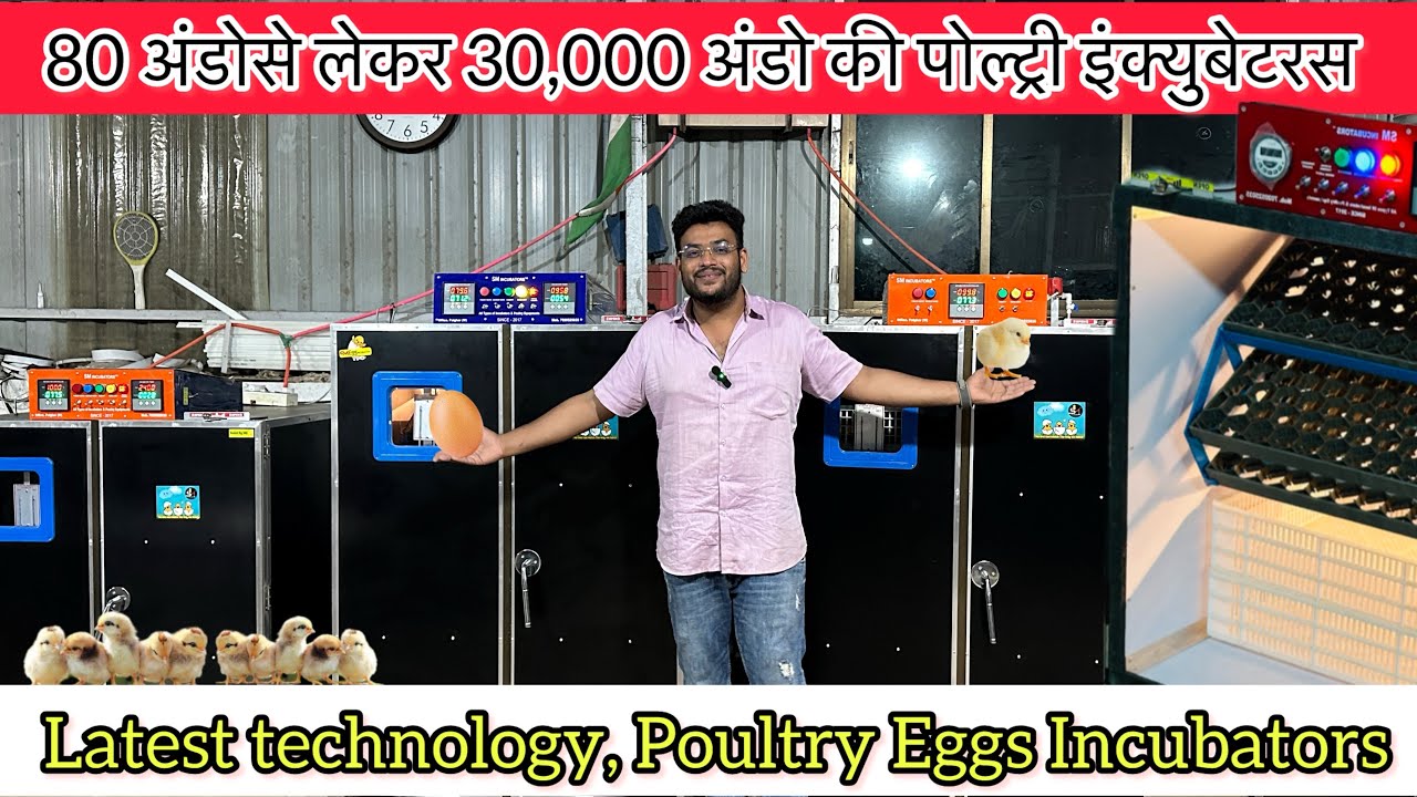 Poultry farming, eggs Incubators | Hatching process | Hatchary business free Range Poultry Farming￼