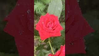 beautiful red rose#rose