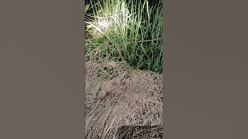 Lesser whistling duck |See at night time Episode60