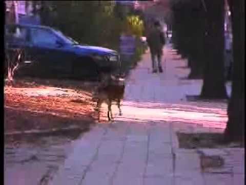 Видео: О! Кучешко ухапване