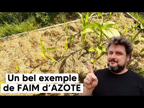 Vidéo: 3 façons de tailler la menthe