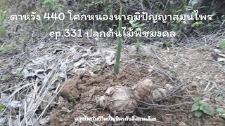 ตาหวัง 440 โคกหนองนาภูมิปัญญาสมุนไพร ep.331 ปลูกต้นไม้พืชมงคล