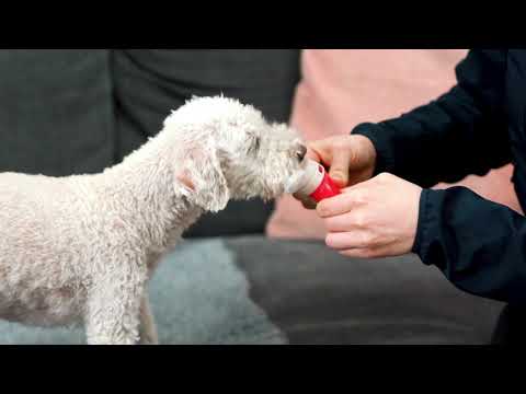 Video: Sådan introduceres to hunde til hinanden