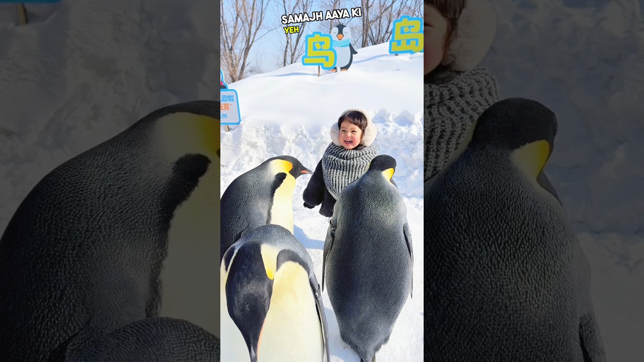 When a little girl won a penguin's heart ❤️