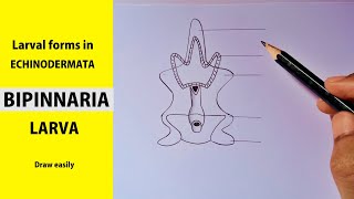 how to draw Bipinnaria larva step by step | Larval forms in ECHINODERMATA || [BIPINNARIA LARVA]