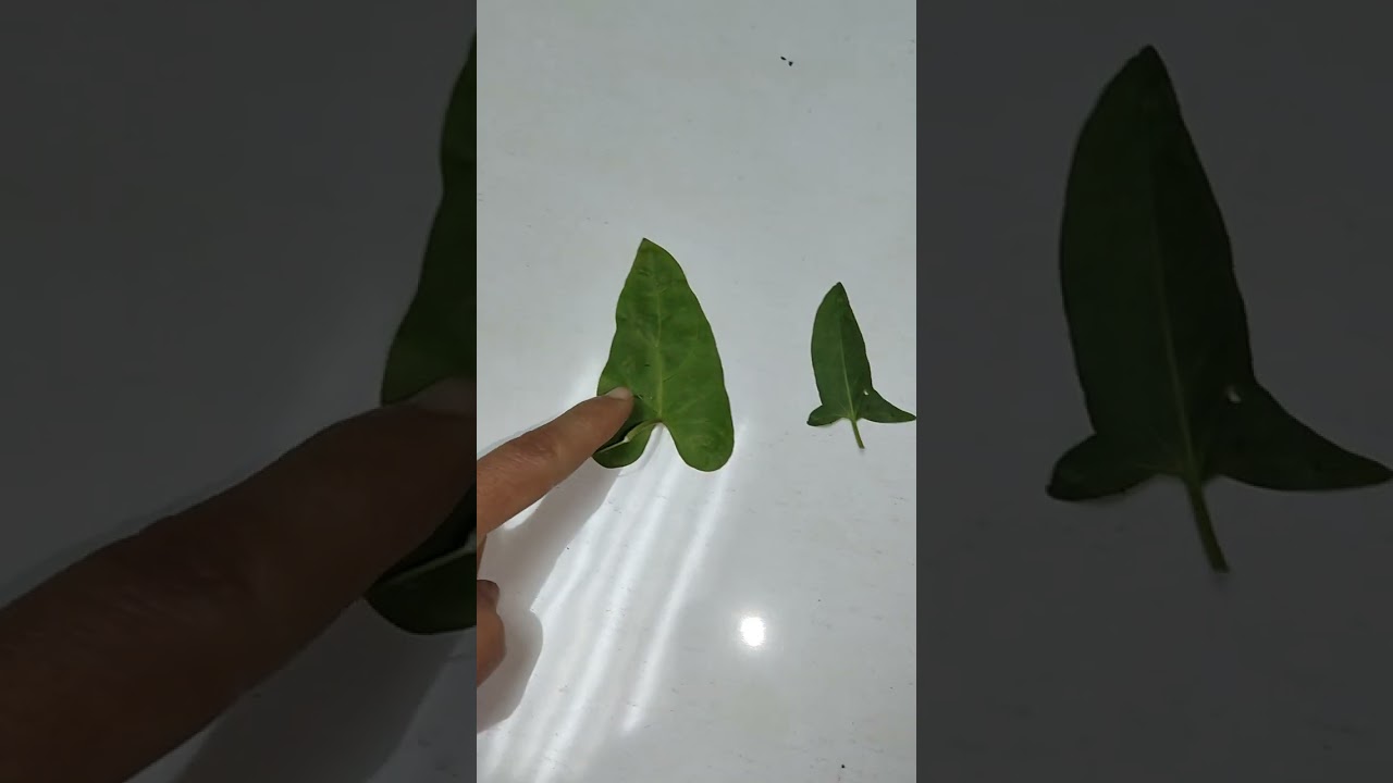 العليق واللفلاف الحشائش المتسلقه