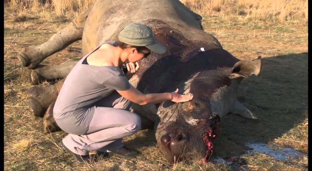 Rhino poaching: After the killing