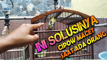 Solusi burung sirtu macet saat ada orang, banyak yang belum paham
