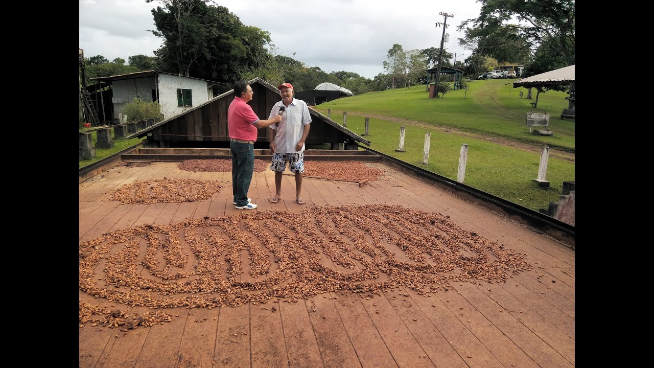 Fazenda de Cacau Irerê - Ilhéus Bahia
